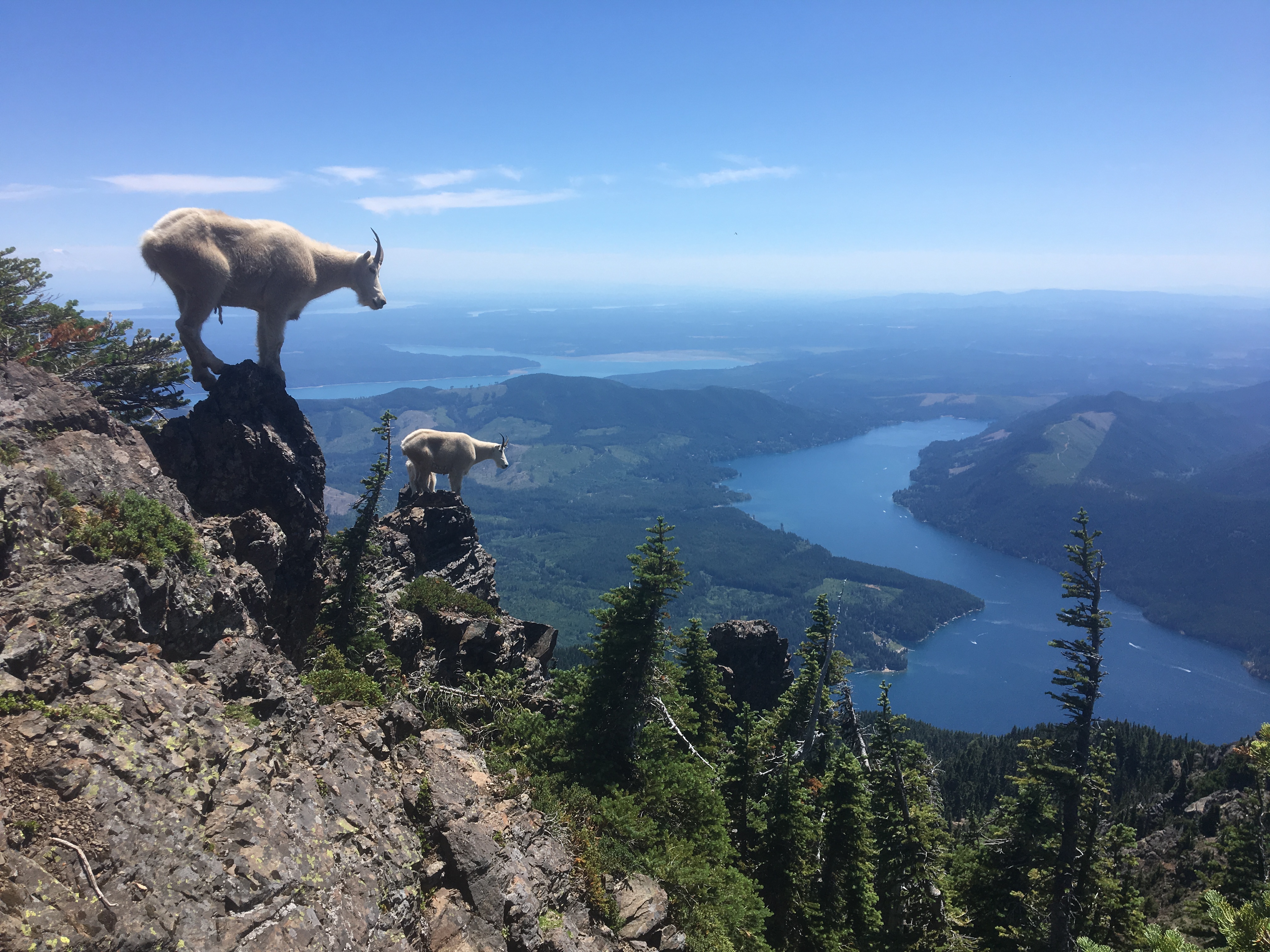 Mountain goat on a cliff face at Mount Rainier