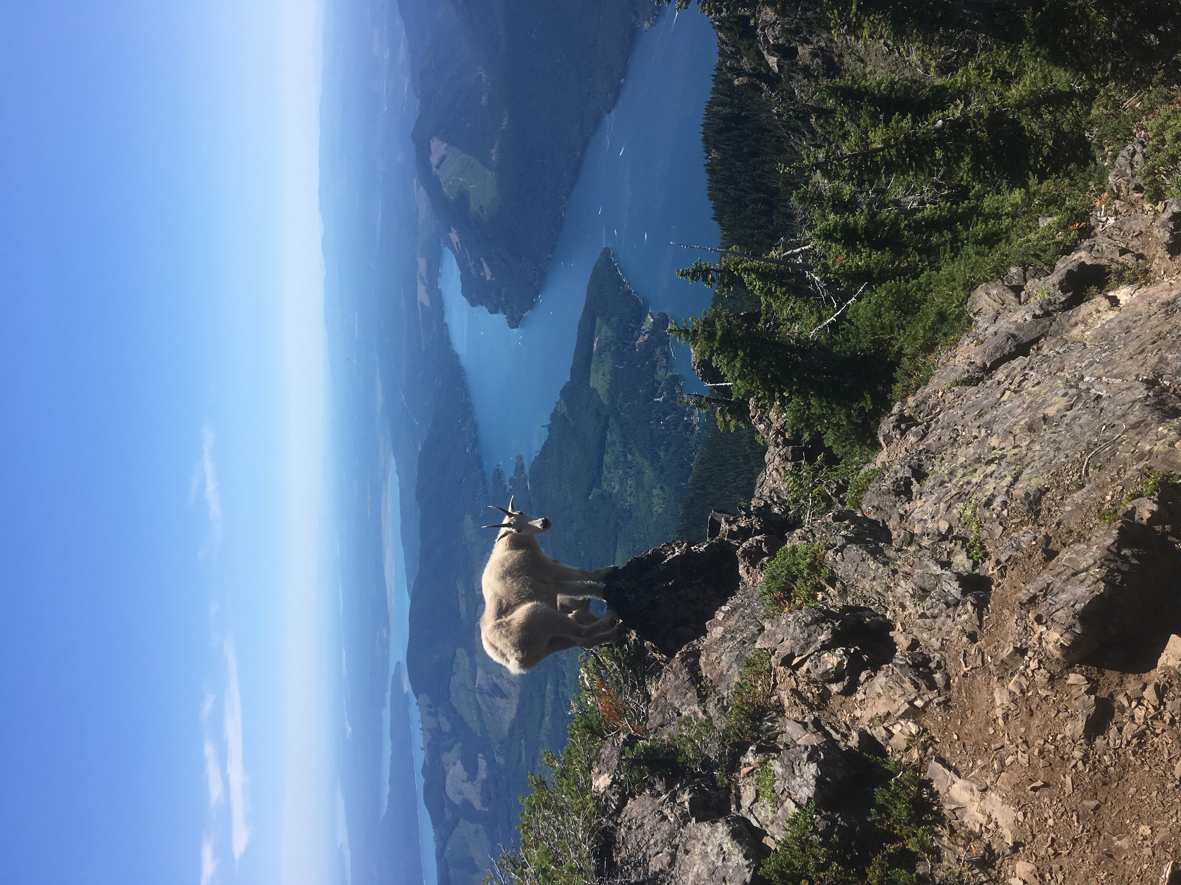 Two mountain goats on rocky peaks
